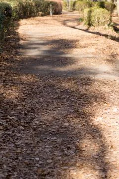Walking path covered with fallen leaves in a park Stock Photos