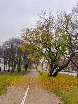 Walking path covered with fallen leaves in a city park during autumn Stock Photos