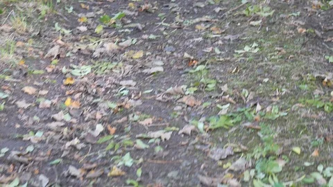 Walking up path covered in leaves Stock Footage 116999473