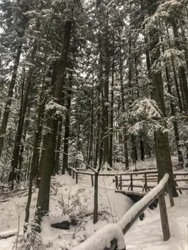 Walking path covered in snow inside forest with snow covered pine trees Stock Photos