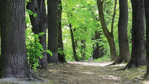 Walking path in the deciduous forest. Walk in the park Stock Footage 193617764