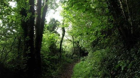 Walking Path in Dense Irish Forest Stock Footage 312414036