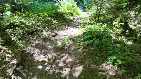 Walking path in dense woods with sunbeams filtering through trees 스톡 동영상 344890218