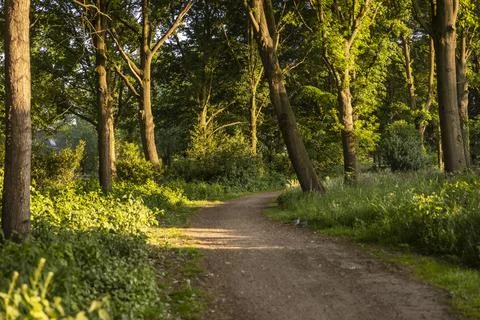 Walking path in Eersel, The Netherlands surrounded by trees and greenery Fotos de archivo
