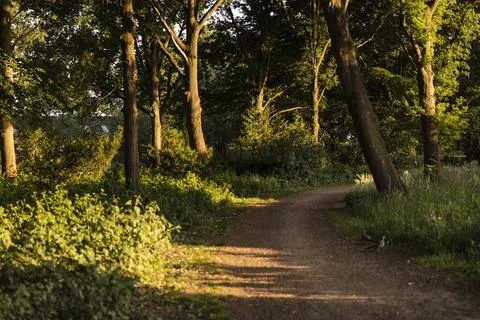 A walking path in Eersel, The Netherlands surrounded by trees and greenery 스톡 사진