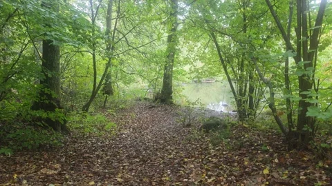 Walking Path Entering A Dense Green Forest Next To A Stream Stock Footage 348075189