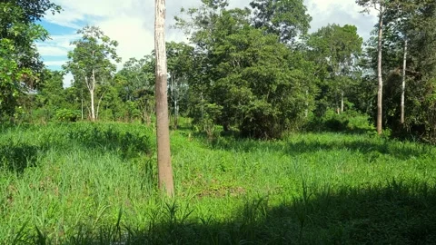Walking on a path in the evergreen forest. Stock Footage 268176525