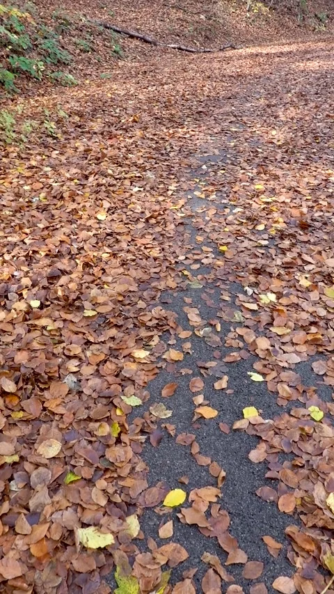 Walking on the path of fallen autumn leaves in the forest Stock Footage 254977027