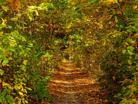Walking path with fallen leaves among the bushes Stock Photos