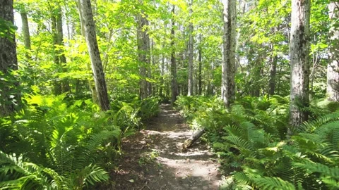 Walking in path with ferns in the forest Stock Footage 130880059