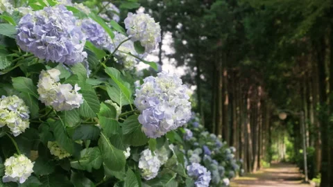 A walking path filled with hydrangeas and street trees in full bloom. A man and  Stock Footage 309742385