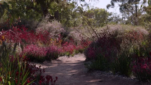Walking path flanked by a spectacular wildflower display Video stock 165932873