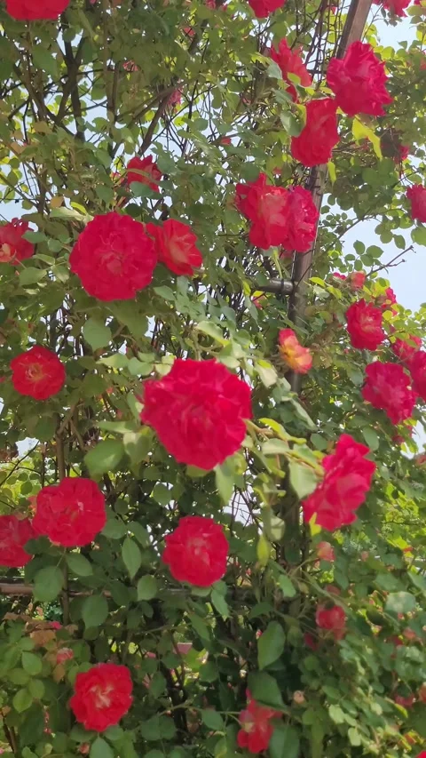 Walking Path Flower Garden Stock Footage 330357976