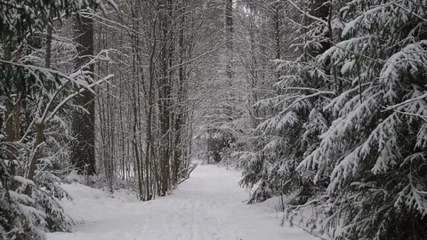 Walking path Stock Footage 263362975