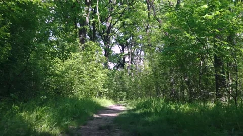 Walking on a path in the forest, 4k Stock Footage 308662555