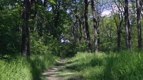 Walking on a path in the forest, 4k Stock Footage 308662561