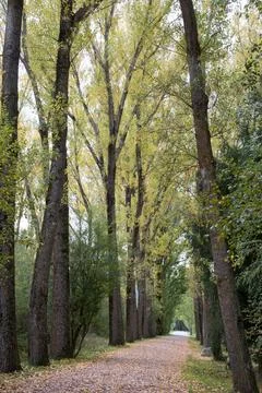 Walking path in a forest in autum. No people Stock Photos