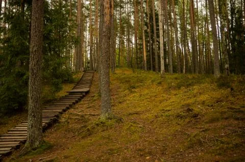 Walking path in the forest, boardwalk Foto stock
