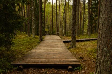 Walking path in the forest, boardwalk Foto stock