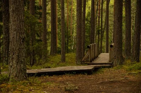 Walking path in the forest, boardwalk Stock Photos
