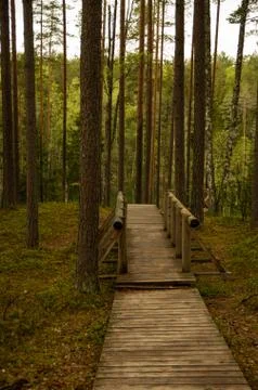 Walking path in the forest, boardwalk Foto stock