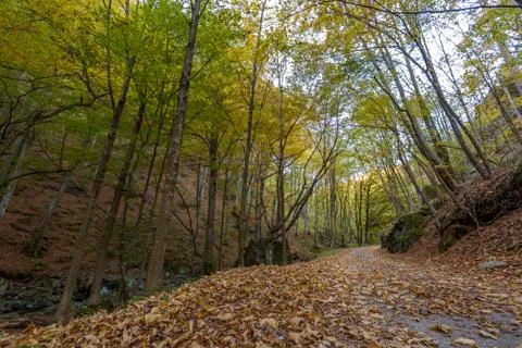 Walking Path in forest in Fall in Bulgaria Stock Photos