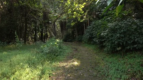 Walking on a path in the forest Stock Footage 73565259