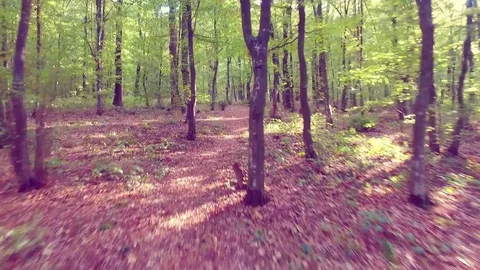 Walking on a path in the forest Stock Footage 79832360