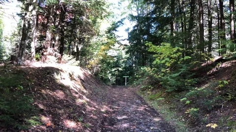 Walking Path Forest 動画素材 125024855