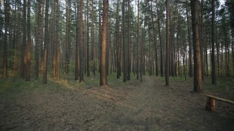 Walking path in the forest. Stock Footage 144001506