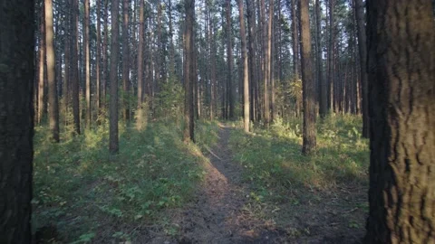 Walking path in the forest. Stock Footage 144001524