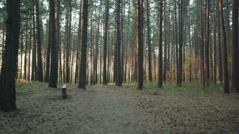Walking path in the forest. Stock Footage 144001602