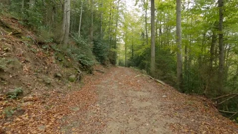Walking on a path in the forest Video stock 146731730