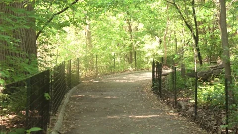 Walking Path in Forest Video stock 232157444