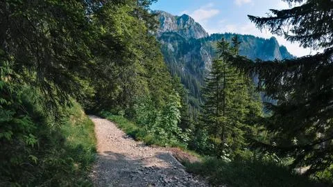 Walking path in a forest with many mountains and pine trees in spring Stock Photos