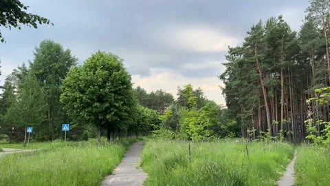 A walking path in a forest park among tall grass  動画素材 337359600