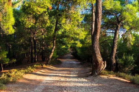 Walking path in forest Stock Photos