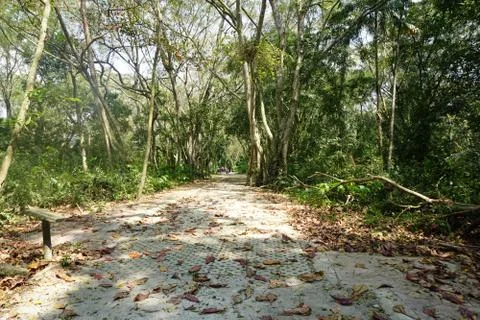 Walking path in a forest Stock Photos