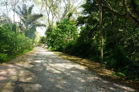 Walking path in forest Stock Photos