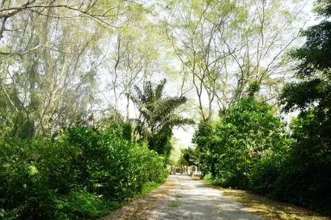 Walking path in a forest Stock Photos