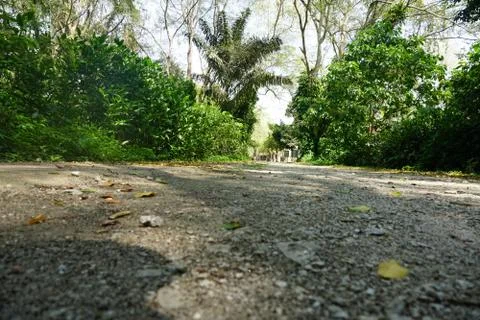 Walking path in a forest Stock Photos