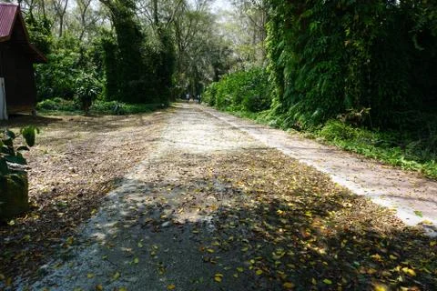 Walking path in forest Stock Photos