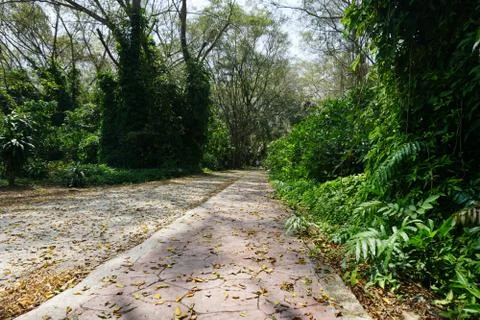 Walking path in forest Stock Photos