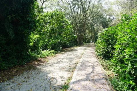 Walking path in forest Stock Photos