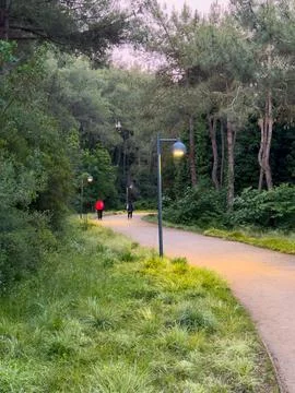 Walking path in the forest Stock Photos