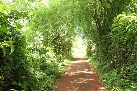 Walking path in the forest Stock Photos