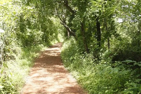 Walking path in the forest Stock Photos