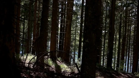 Walking on a Path in the Forest Pov of Hiker Walking on Trail Through the Forest Stock Footage 76833638