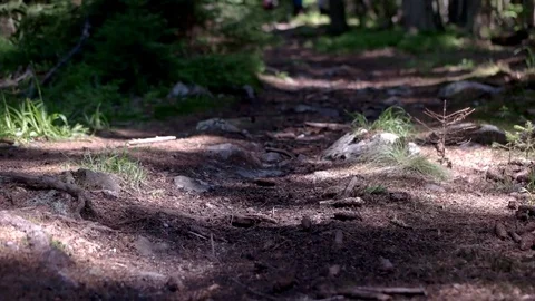 Walking on a Path in the Forest Pov of Hiker Walking on Trail Through the Forest Stock Footage 76833675