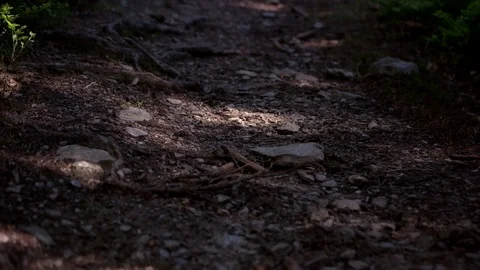 Walking on a Path in the Forest Pov of Hiker Walking on Trail Through the Forest Stock Footage 76833731